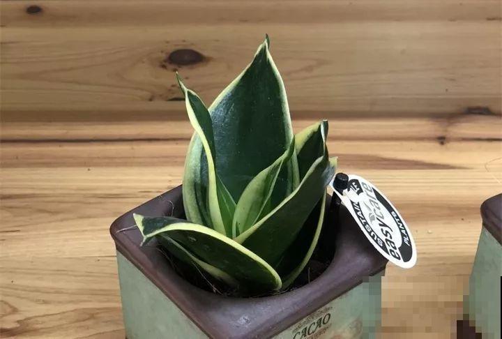 30种花冬天浇水技巧，根不烂，来年春天猛蹿新叶！