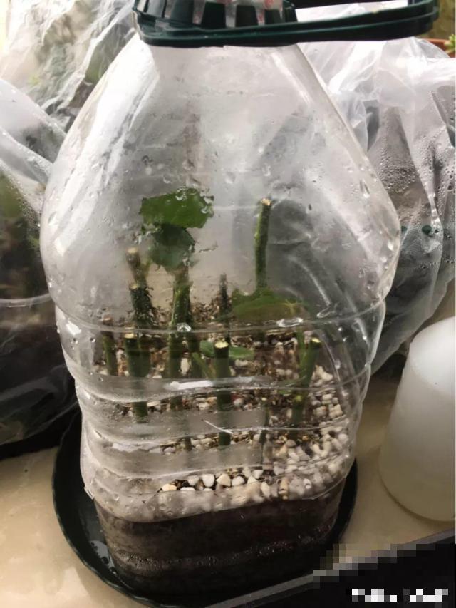 废油桶戳个洞，扦插3天就成活，养花再也不烂根！