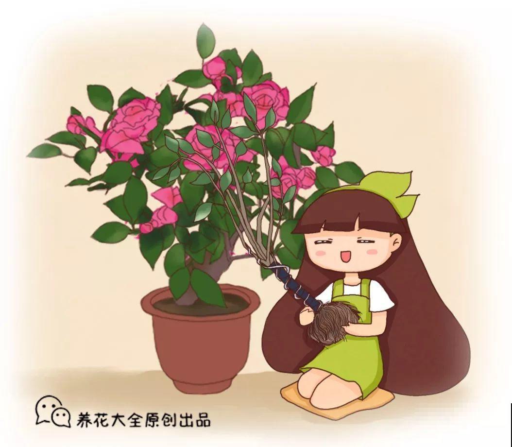 5种花，冬天忍一忍，别换盆，免得活不过一个周！