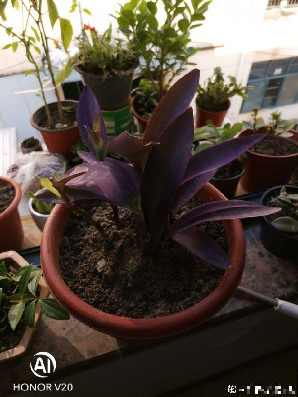 这花比绿萝好养，掐个枝栽哪都生根，随便养长一大片！