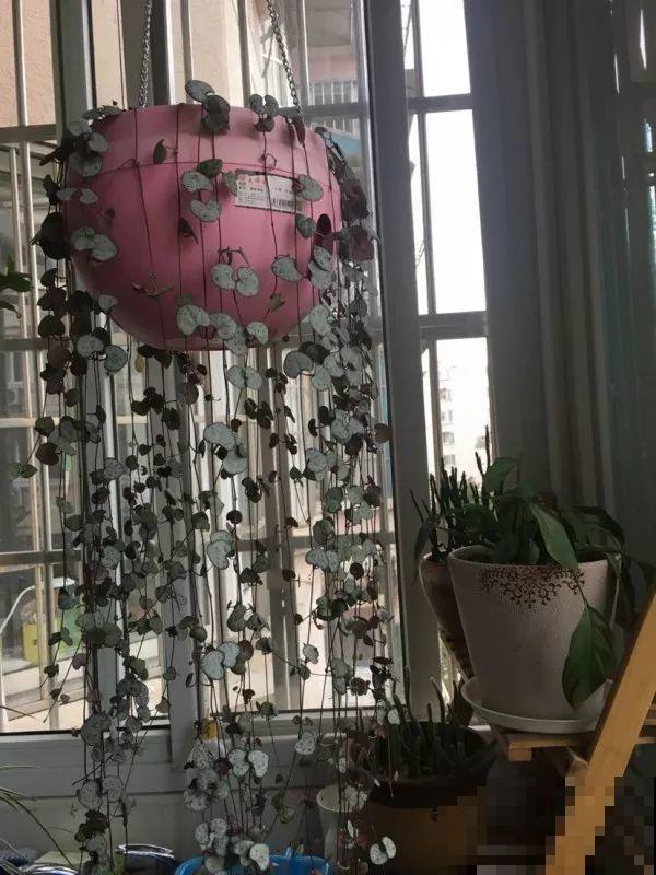 6种花挂窗边，1个月垂下2米长，呼呼窜成绿帘子！