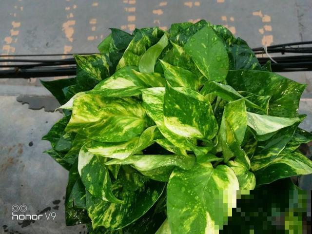 4种超耐阴的花，放客厅叶子红彤彤，有格调上档次！
