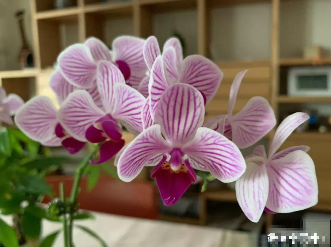 4种花不能用土养，一浇水就烂根，后悔都来不及！