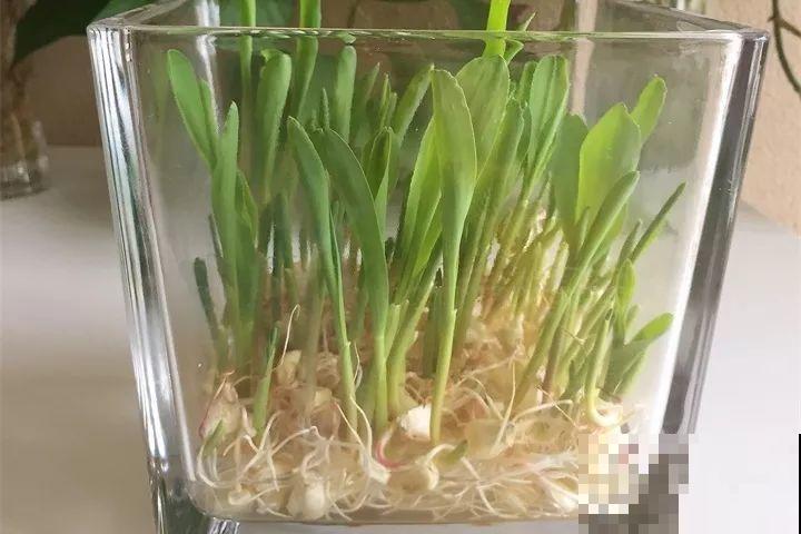 这花长得2米高，拎出来一看，结出30个小芋头！