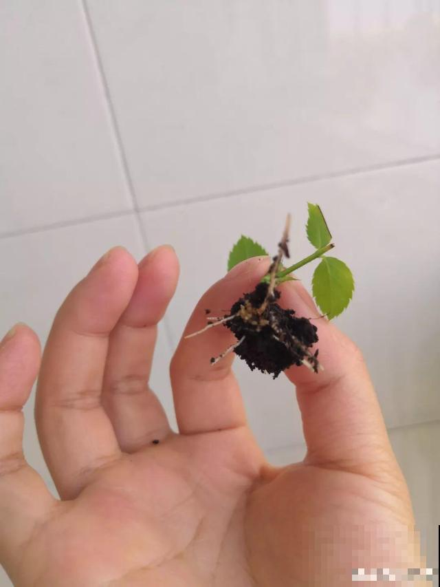 废油桶戳个洞，扦插3天就成活，养花再也不烂根！