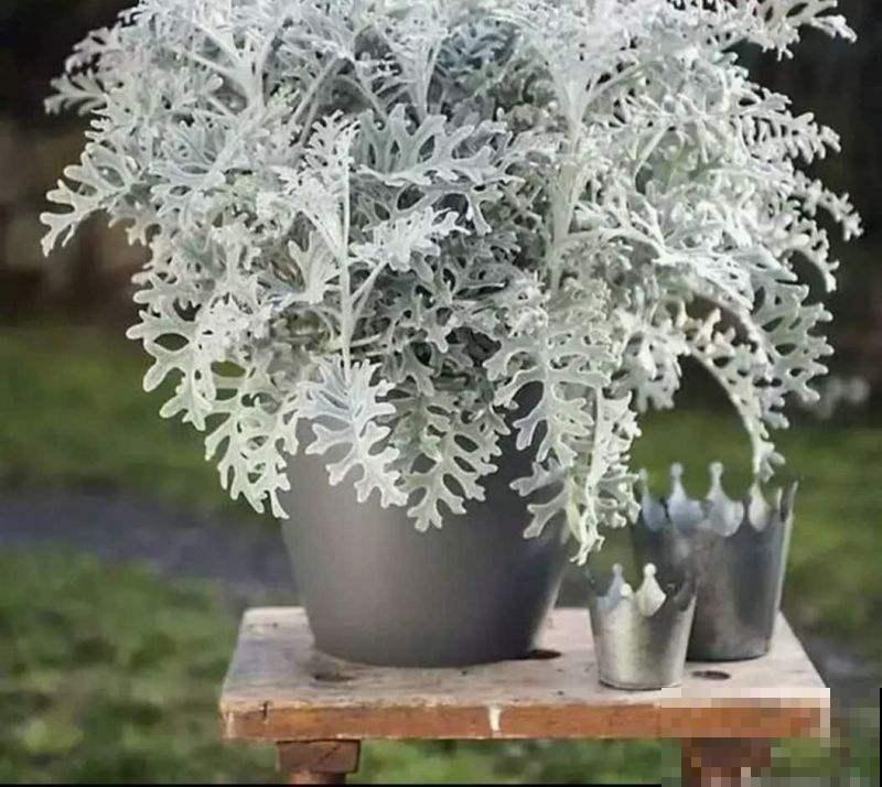 零下也能活，不担心冻死，赶快在冬天养一盆银叶菊吧