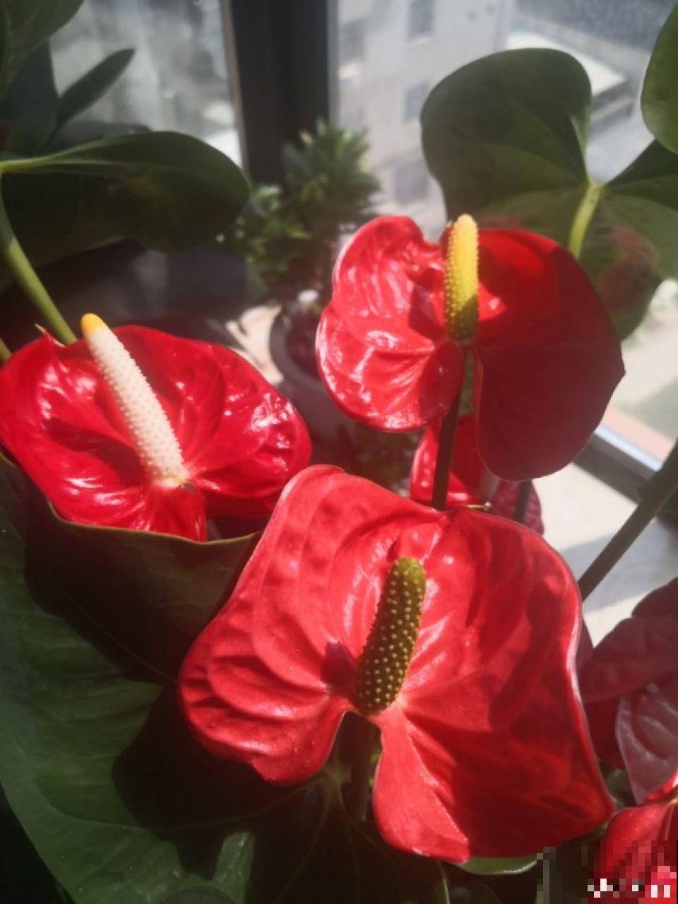 养的花还有这寓意？别说一盆，10盆都愿意养！