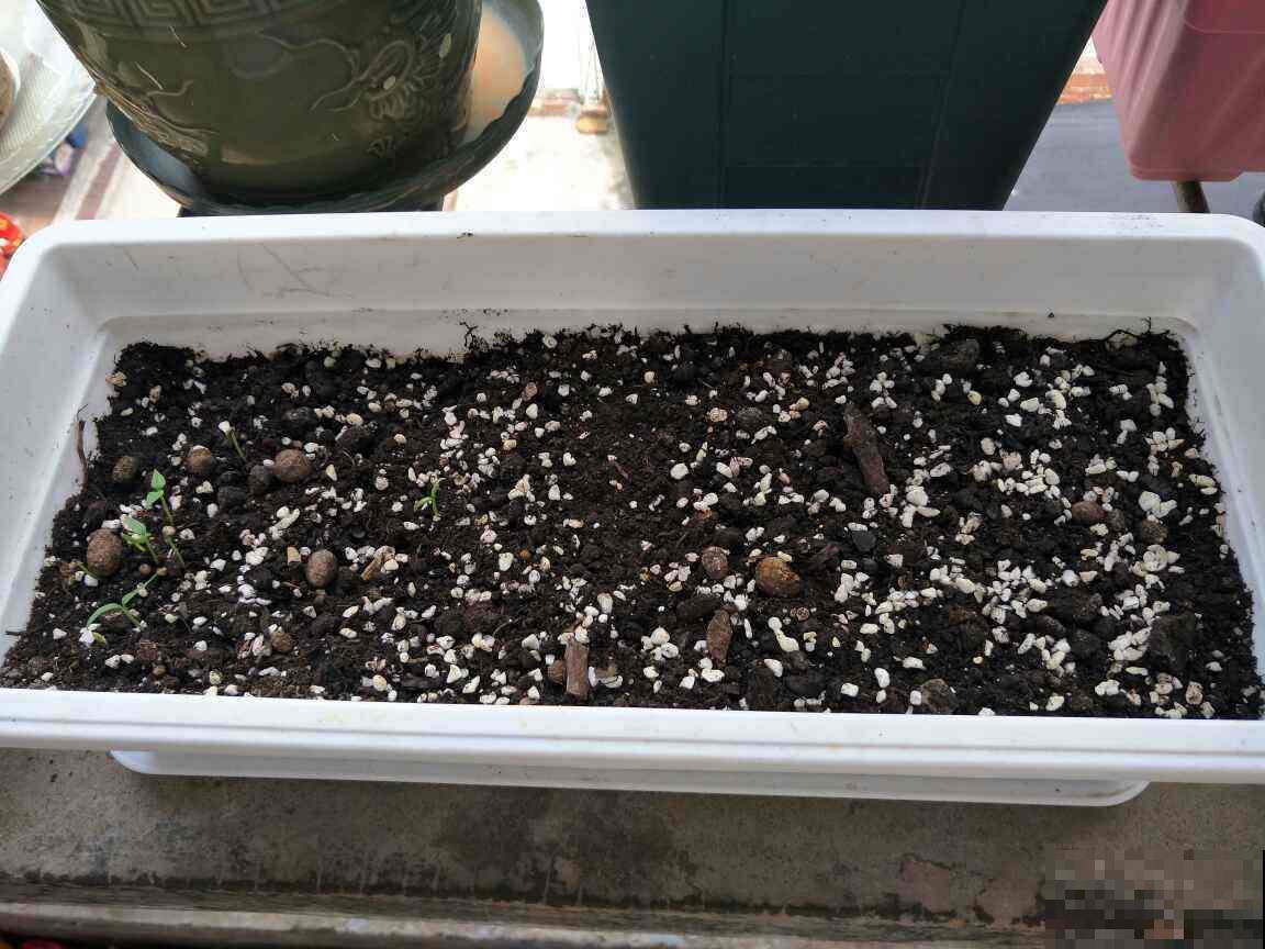 在家多种几种菜，拔出来煮火锅吃，美味又健康