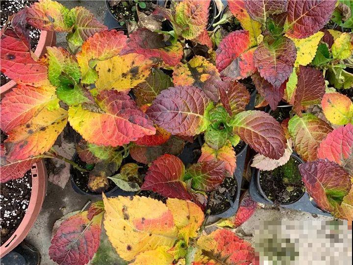 4种花，别着急往屋里搬，放外面冻20天，明年开花才旺！