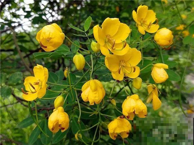这花种子埋土里就发芽，差点以为是花生，满盆黄花贼亮眼！