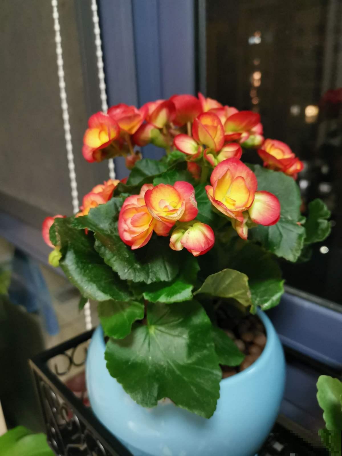 12月也想赏花，这种冬花植物赶紧养一盆，陪你度过五彩斑斓的冬