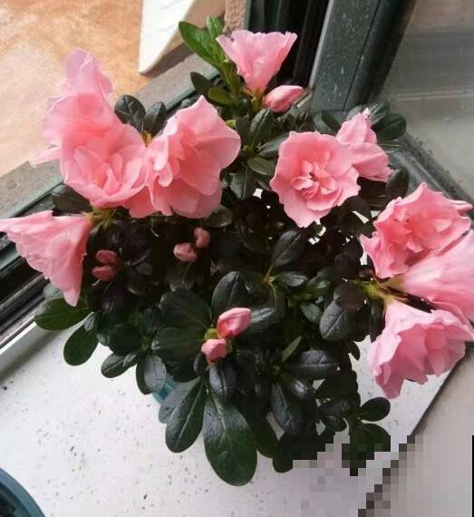 常见5种花的浇水方法，学一招，叶子油绿一冬天！