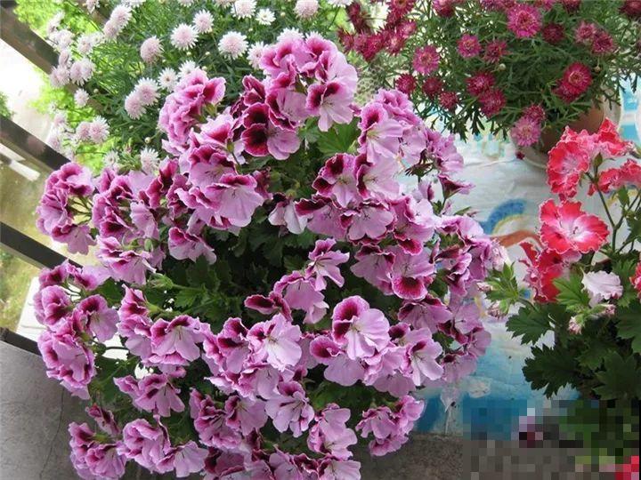 防盗窗养5盆花，开花多花期长，这小花园谁看了都羡慕！