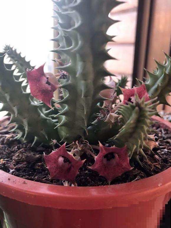 家里养了这花，满屋子都是臭味，真想连盆都给扔掉！