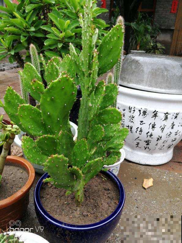 家有这花，冬天别浇水，不然养着养着就死了