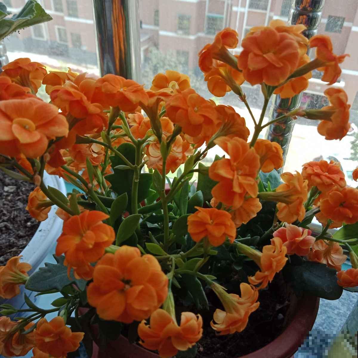 长寿花开成花球真带劲，用上这仨绝招，俩星期就催出“满头苞”！