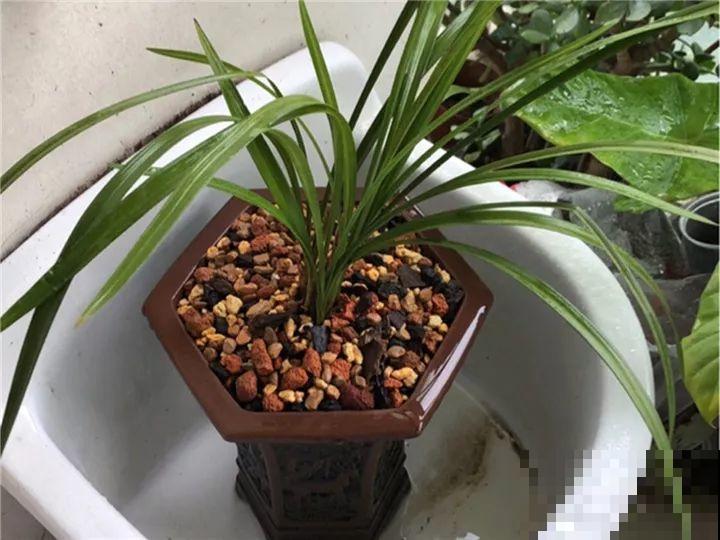 这花公认难养，冬天放外面冻20天，立马开花！