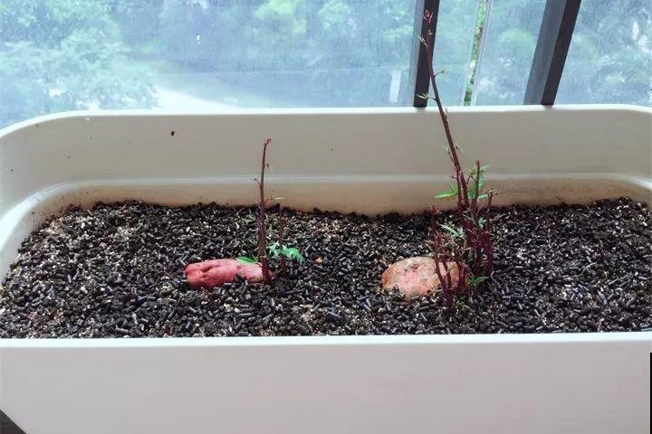 发芽的土豆先别扔，切块埋土里，仨月收获一箩筐！