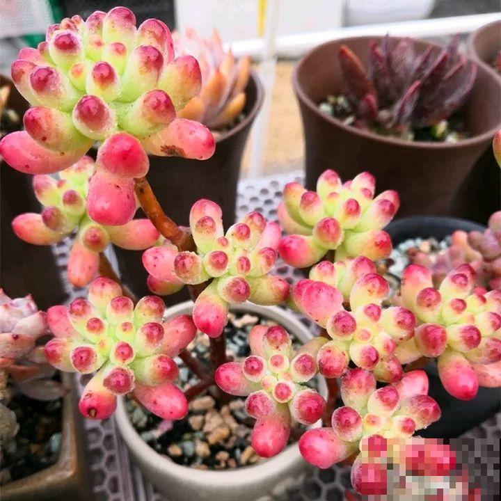 秋冬养了这种花，只要给它晒太阳，不用施肥都长胖！