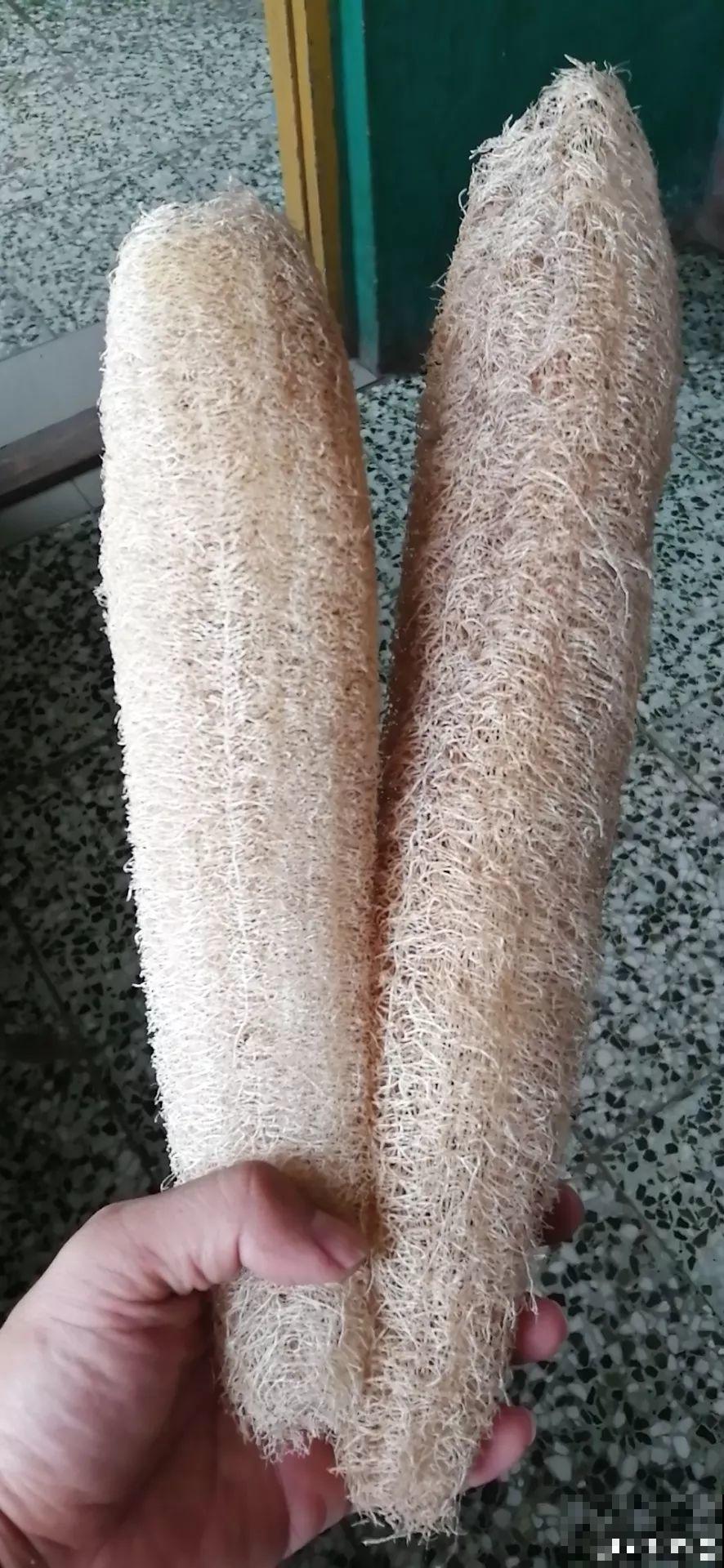 老丝瓜不要丢，剪碎了垫盆底，养花10年不烂根！
