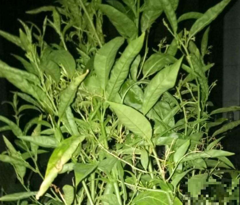 这花晚上才开花，香气十足，千万不要放卧室里面！