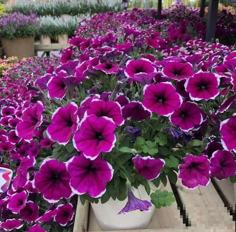 哪些花好养？首选牡丹吊兰，1个月长成小瀑布！