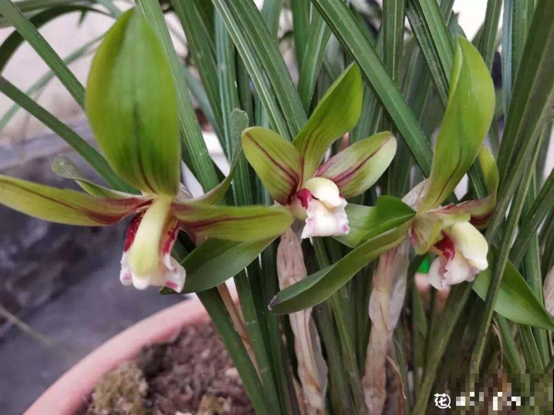 这6种花，先别往屋里搬，外面冻俩月，花开才更旺！