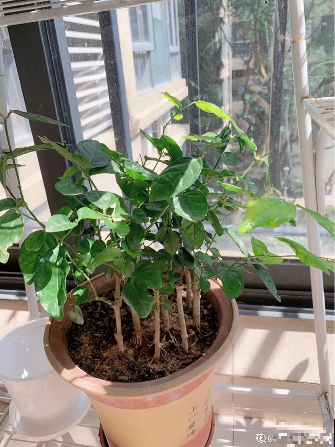 家里养茉莉，现在修剪施肥，就别指望安稳过冬了！