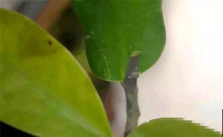 蟹爪兰绑树枝上，花量猛增不烂根，咋养都不死！