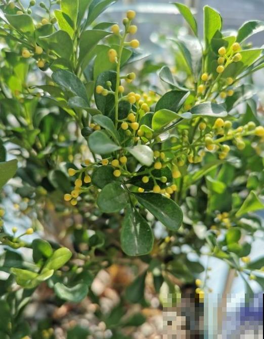 米兰迟迟不开？从这3个方面下手，花香飘满屋！