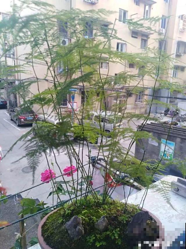 这4种花冬天别折腾，枝条剪错了，小心来年不开花！