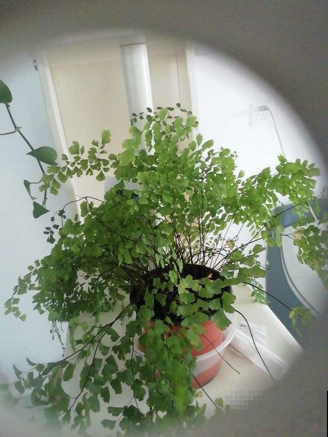 这3种植物放卫生间，空气立马清新起来，绿油油一片很养眼