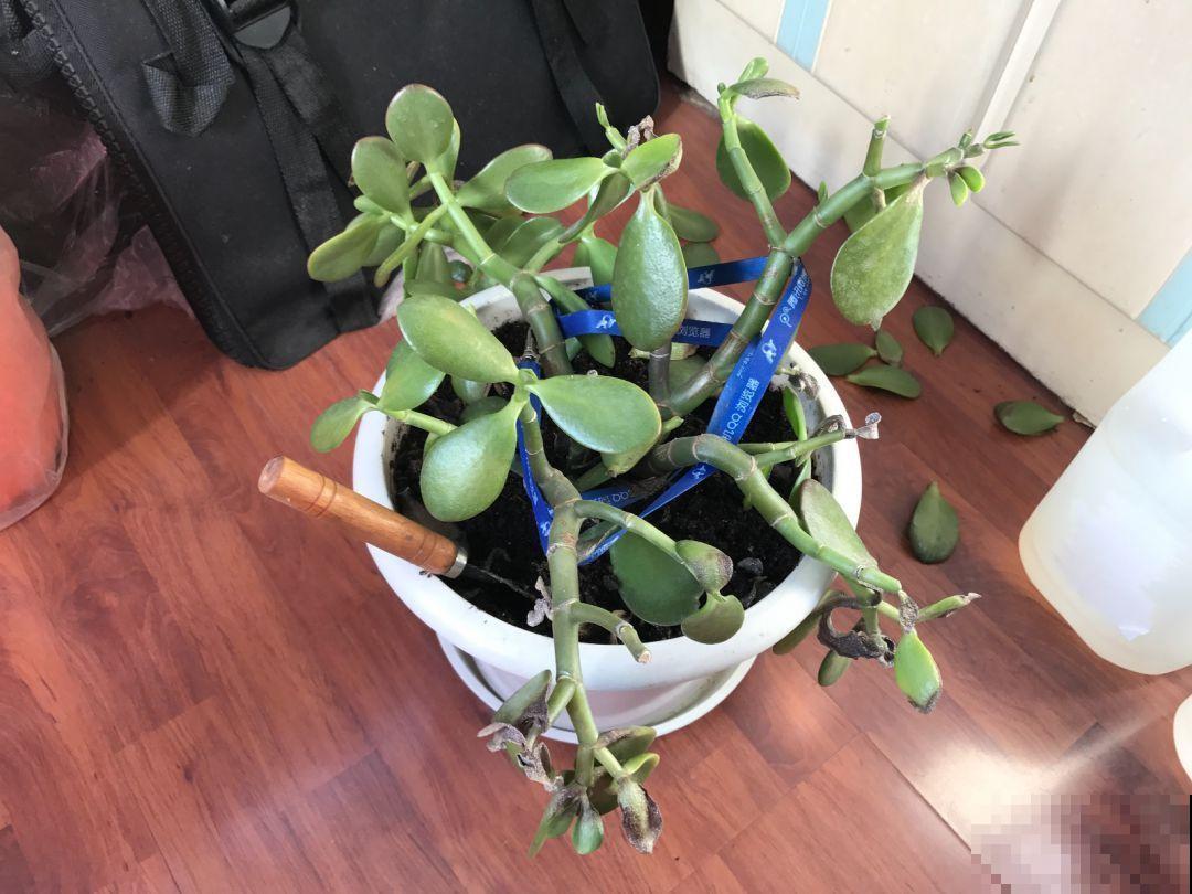 秋冬养花，这种水就别再浇了，不然叶子发黄还哗哗掉！
