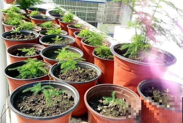 秋冬这花会结种，摘一把撒土里，呼呼长一片，能卖不少钱