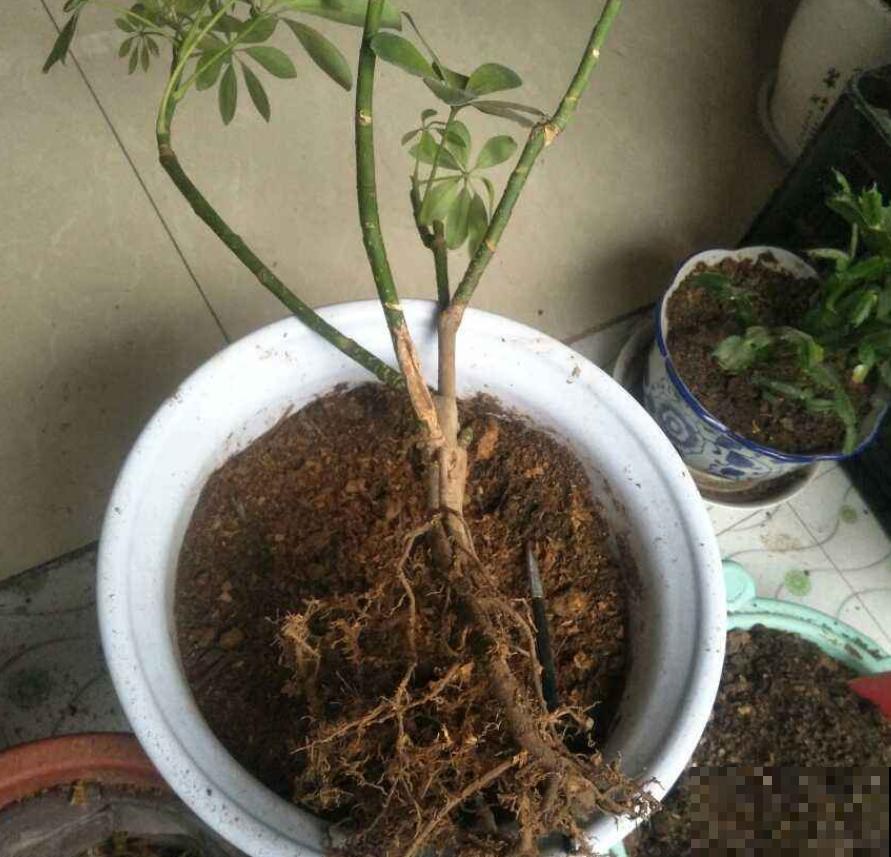 这种土继续用，小心接着烂根，被怪没提醒！
