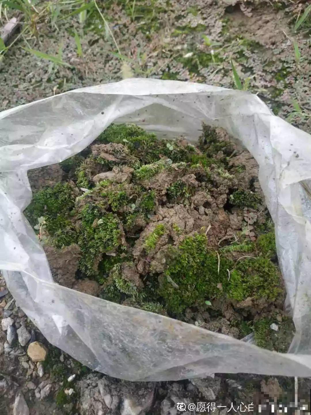 扔路边没人要的花，捡回去养1年，身价翻了20倍！