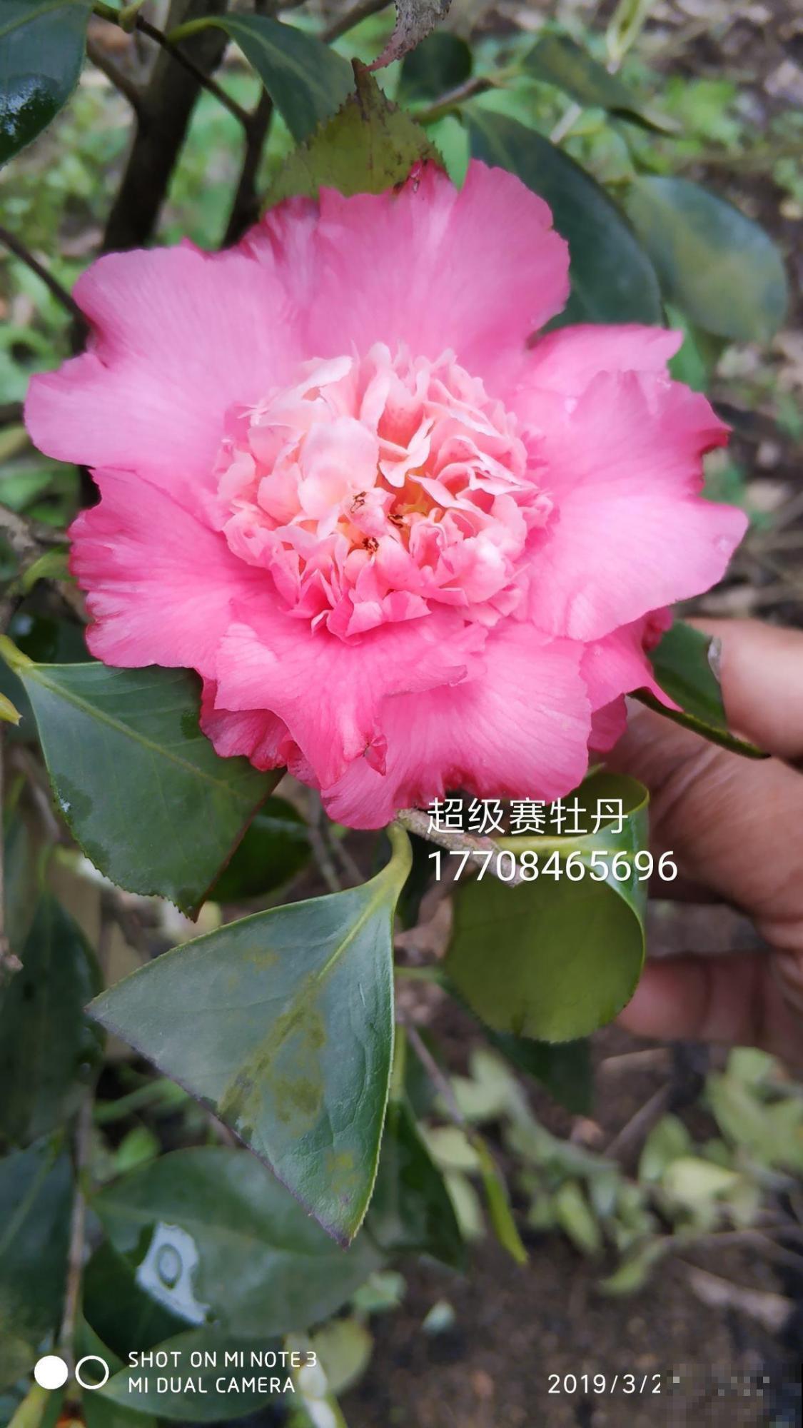 这花娇艳欲滴，天冷就要注意入室，小心落花