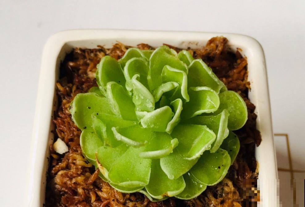 这几种食虫植物形态各异，别害怕，养在家里去除小虫子！