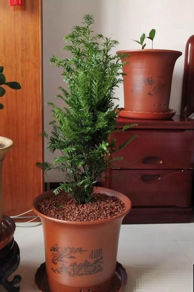 发财树看够了？那就换种吉祥树养，长得快还抗冻！