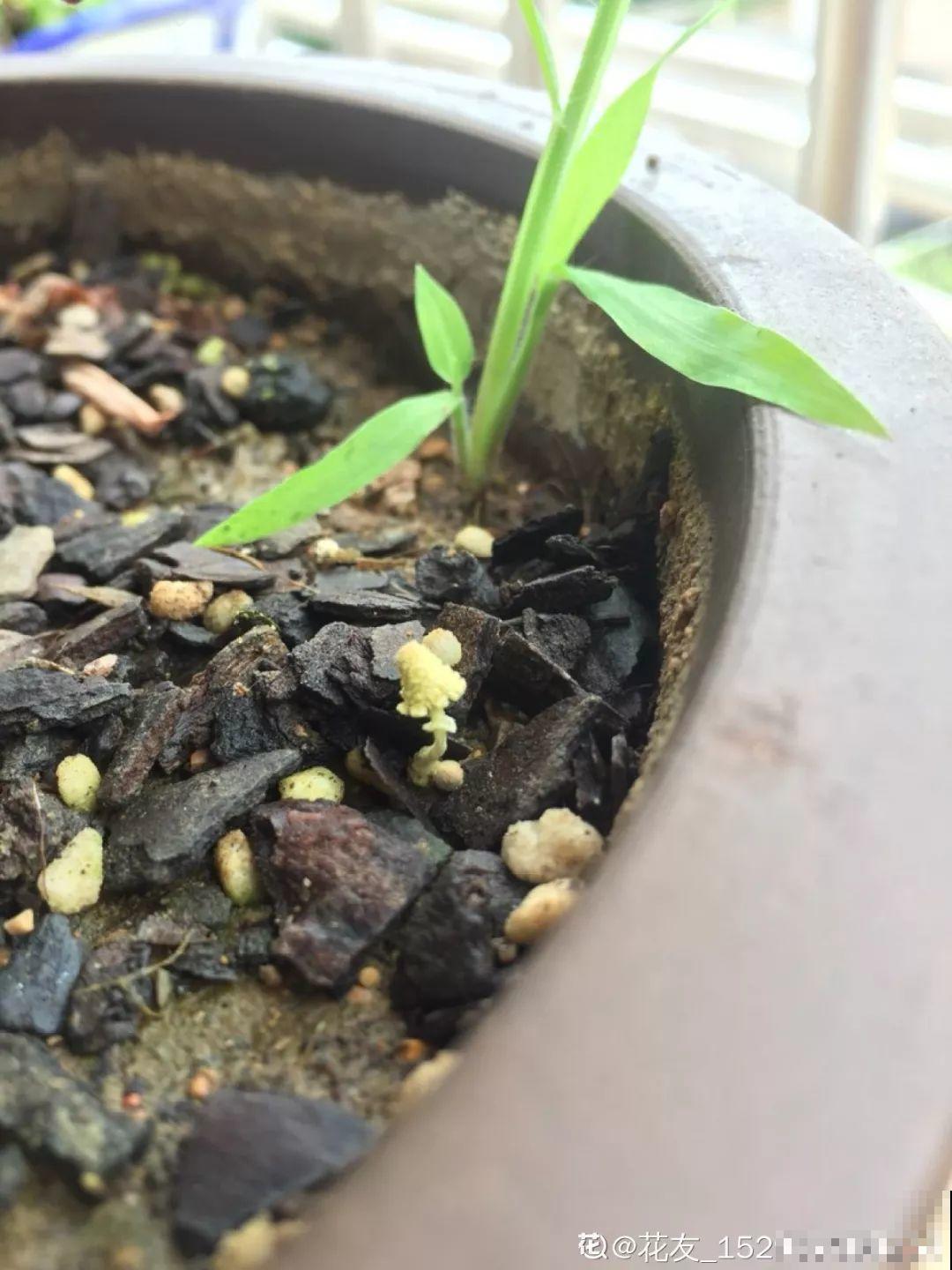 水培瓶里能养小鱼？别惊讶，还有养龙虾的呢！