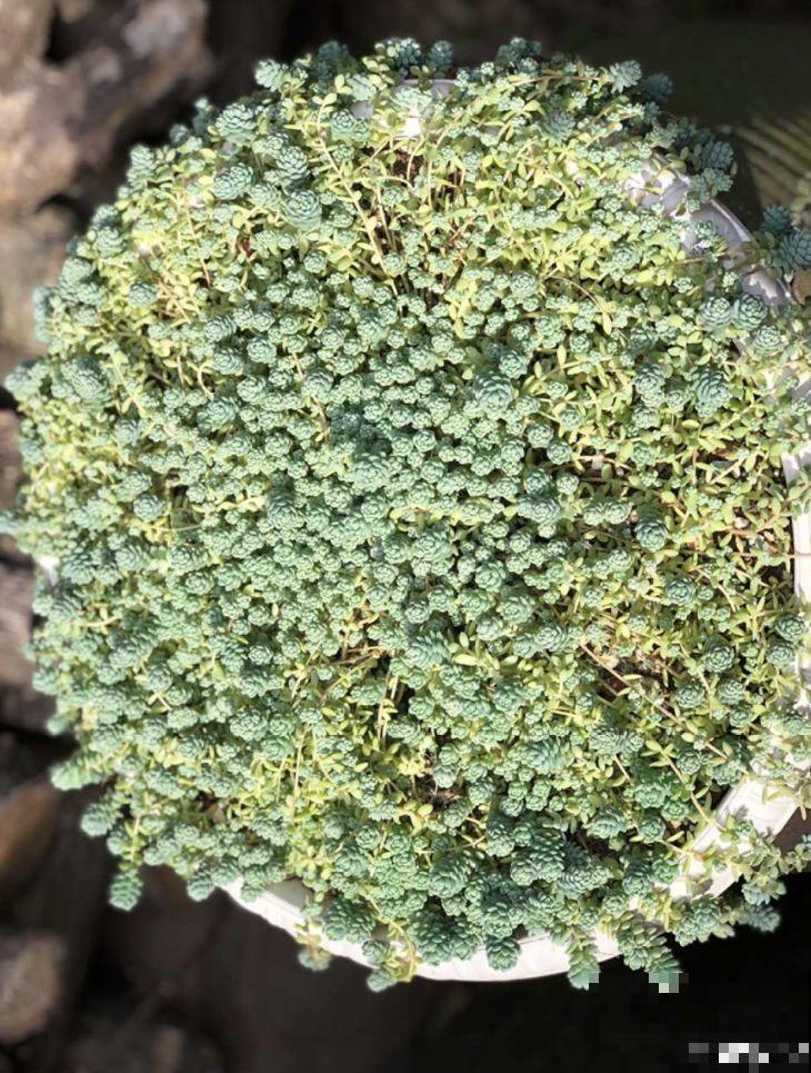 价格便宜颜色粉嫩，这花太值了，赶快入手吧