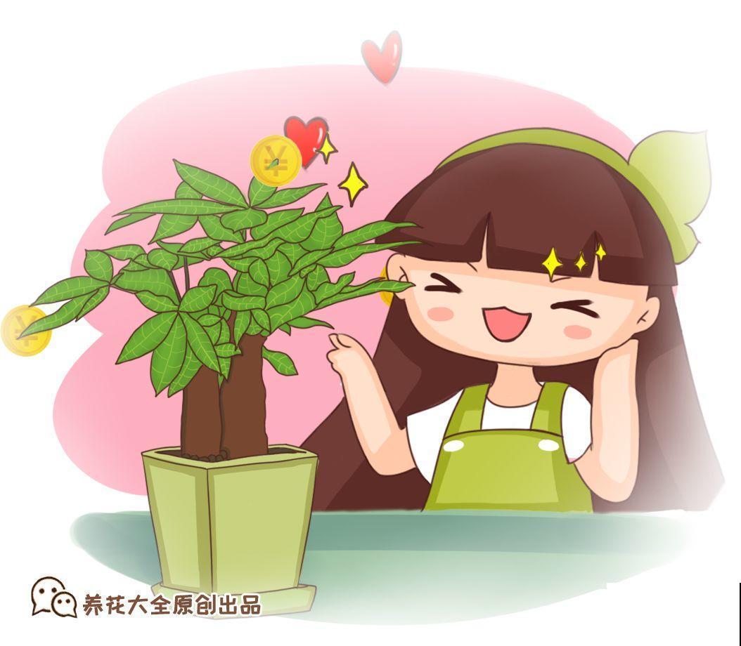 10种招财花，越养越气派，家里有一盆好运连连！