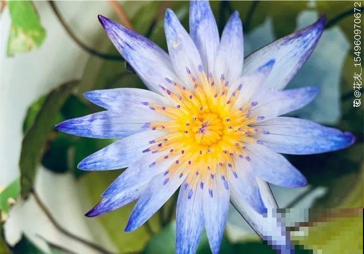 这花连开10个月，老妈非说是假花，幸好没拔！