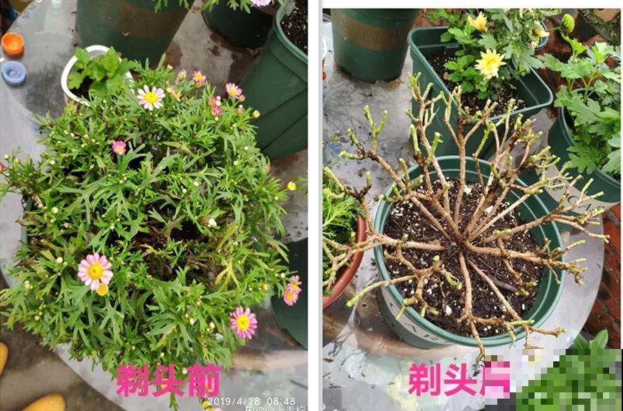 晾衣杆上挂盆它，个个开成大花球，阳台再小也能养！