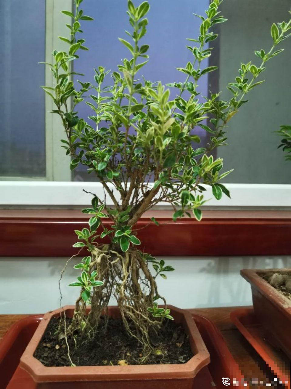 张大爷把花拽一拽，1个月长出人参根，邻居给钱都不卖！
