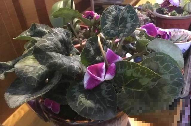 初冬季节，刚买的花可别放这儿养，小心活不过3天！