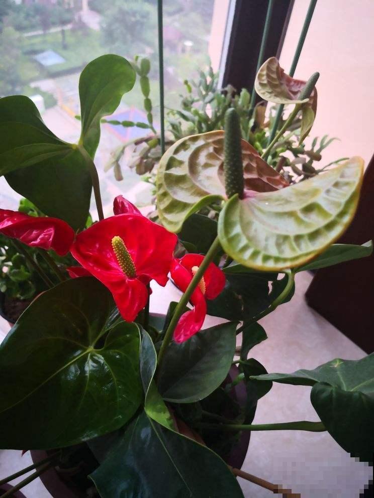 这花在北方格外难伺候，往土里加这个，开花容易不黄叶