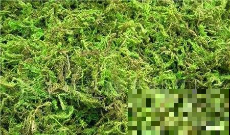 秋天懒得浇水，盆面铺层这玩意，俩月不用管也能蹭蹭长！
