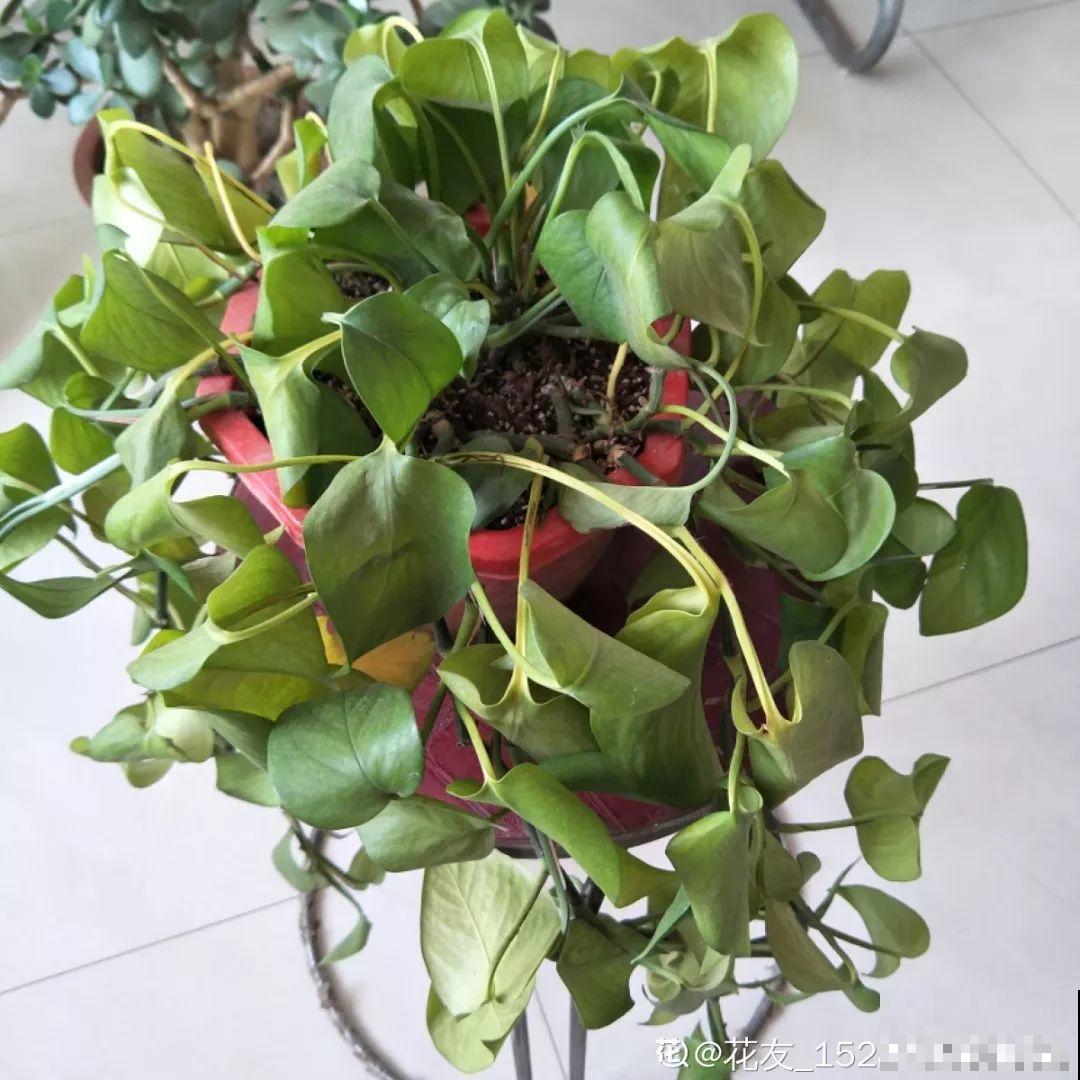 这4种花冬天别折腾，枝条剪错了，小心来年不开花！
