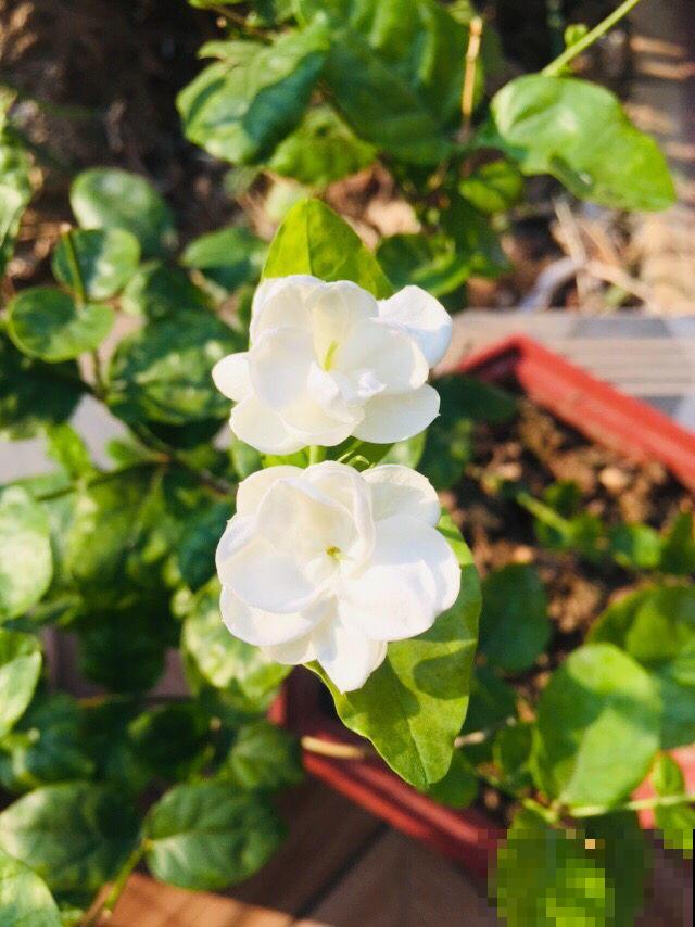 家里有盆茉莉花，邻居大妈说秋天不能换盆，吓得我赶紧去咨询老农